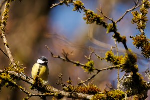 Mésange charbonnière